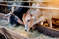 Brown-black cows eating grass hay on feeding trough Royalty Free Stock Photo