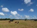 Brown and black cows on green grass under big blue sky background. Royalty Free Stock Photo