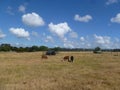 Brown and black cows on green grassland. Royalty Free Stock Photo