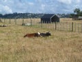 Brown and black cows resting on green grass during daytime Royalty Free Stock Photo