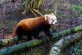 a brown and black animal on a log in the forest