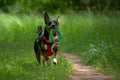 Brown-black dog on a background of green grass.