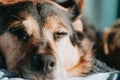 Brown and black dog sleeping and resting over a sofa while the sun reflects on him with copy space Royalty Free Stock Photo