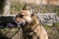 Brown and black dog with stright ears with a long tongue