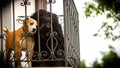 Brown and black dogn on the balcony Royalty Free Stock Photo