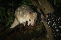 An black eastern quolls in the zoo