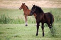 Brown and black foal