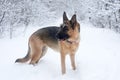 Brown and black german shepherd having fun in winter park forest. Dog with red collar, walking in forest on snowy weather. Pet Royalty Free Stock Photo