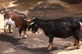 Brown and black goat butting heads Royalty Free Stock Photo