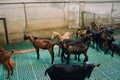 Brown and black goats walk on a green cellular floor in a paddock at a farm