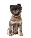 Brown and Black groomed Spitz stitting on a white background