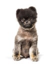 Brown and Black groomed Spitz stitting on a white background