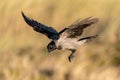 Hooded Crow Descending to Land Royalty Free Stock Photo