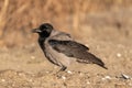 Hooded Crow on Ground Royalty Free Stock Photo
