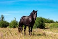 Brown and black horse standing on yellow and green grass background against the blue sky. Royalty Free Stock Photo