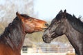 Brown and black horses playing Royalty Free Stock Photo