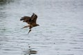 Brown black kite hold fish after hunt. Milvus migrans Royalty Free Stock Photo