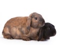 Brown and black lop eared rabbits Royalty Free Stock Photo