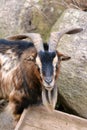 Brown and black male American Pygmy achondroplastic goat, also called `Capra aegagrus hircus`