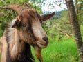 A brown and black male goat grazing Royalty Free Stock Photo