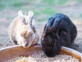 Brown and black Minirex rabbits eating food