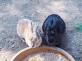 Brown and black Minirex rabbits eating food