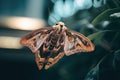 a brown and black moth perched on a leaf. Generative Ai Royalty Free Stock Photo