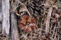 Brown black opened pinecoin on the ground in the forest of the veluwe. Royalty Free Stock Photo