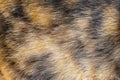 Brown with black patterns of cat fur soft texture , animal skin background Royalty Free Stock Photo