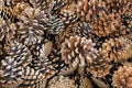 Brown black pine cones with visible details. background or texture Royalty Free Stock Photo