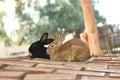 brown and black rabbit lying on the floor Royalty Free Stock Photo