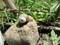 brown-black snail with white center