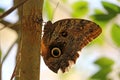 Brown with black spots large buterfly resting on the tree in Iguazu Falls National Park, Argentina