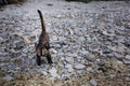 Brown black spotted cat on gravel looks scared at the camera Royalty Free Stock Photo