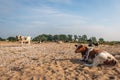 Brown and black spotted cows on the sandy beach of a Dutch river Royalty Free Stock Photo