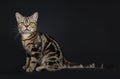 Brown and black tabby American Shorthair cat kitten lsitting side ways with straight long tail behind it on white background looki Royalty Free Stock Photo