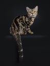 Brown and black tabby American Shorthair cat kitten sitting backwards looking over should at camera isolated on black background Royalty Free Stock Photo