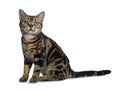 Brown and black tabby American Shorthair cat kitten sitting side ways with straight long tail behind it on white background lookin Royalty Free Stock Photo