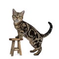 Brown and black tabby American Shorthair cat kitten standing side ways with front paws on little wooden stool looking at camera sh Royalty Free Stock Photo