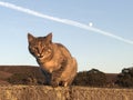 Cat with moon and Airplane trail in the background Royalty Free Stock Photo