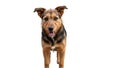 Brown and black terrier mix dog standing and looking forward with mouth open Royalty Free Stock Photo