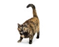 Brown and Black Tortie Cat on White Royalty Free Stock Photo