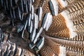 Brown and black turkey feathers close up