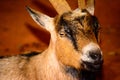 Brown, black and white goat close-up. Goat has vivid, menacing e