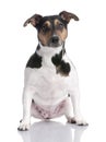 Brown, black and white Jack russell sitting (2 yea