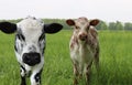 Brown black white mottled roan colored newborn calves in the field