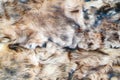 Brown and black wool texture background. Faux fur. Texture of brown and black fluffy fur, close up of a long wool carpet. Top view