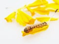 Brown and black worm or caterpillar eating petals of yellow marigold flower in background Royalty Free Stock Photo