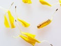 Brown and black worm or caterpillar eating petals of yellow marigold flower in background Royalty Free Stock Photo