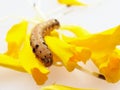 Brown and black worm or caterpillar eating petals of yellow marigold flower in background Royalty Free Stock Photo